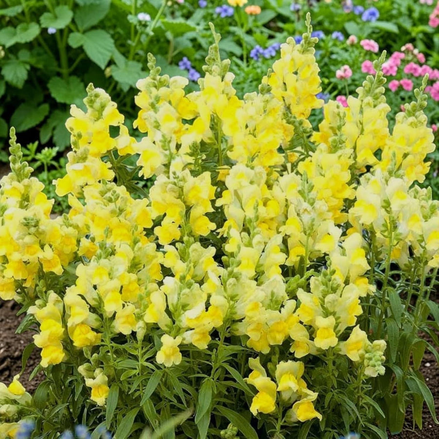 Snapdragon Bedding Plant Yellow  2