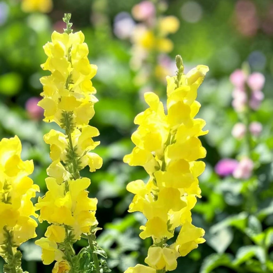 Snapdragon Bedding Plant Yellow  4