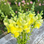 Antirrhinum Snapdragon Bedding Plants  3