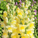 Snapdragon Bedding Plant Yellow  1