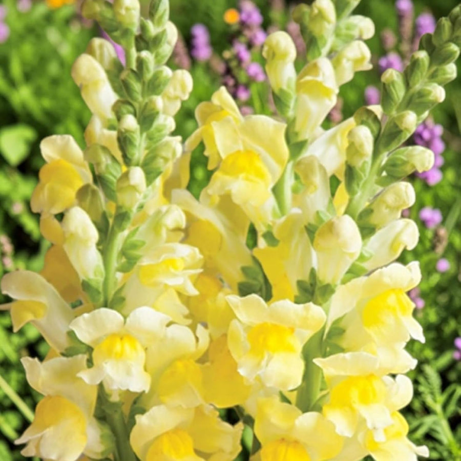 Snapdragon Bedding Plant Yellow  1