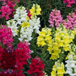 Snapdragon Mixed Bedding Plants  3
