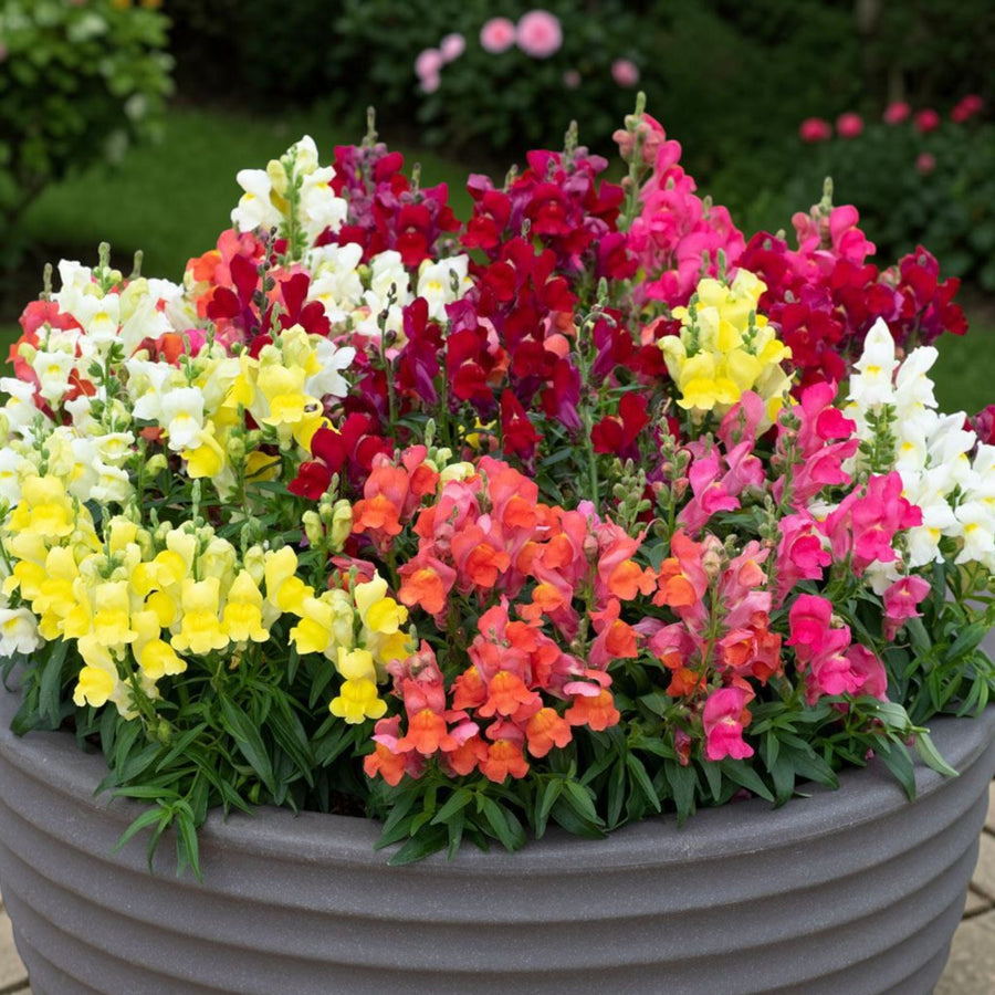 Snapdragon Mixed Bedding Plants  2