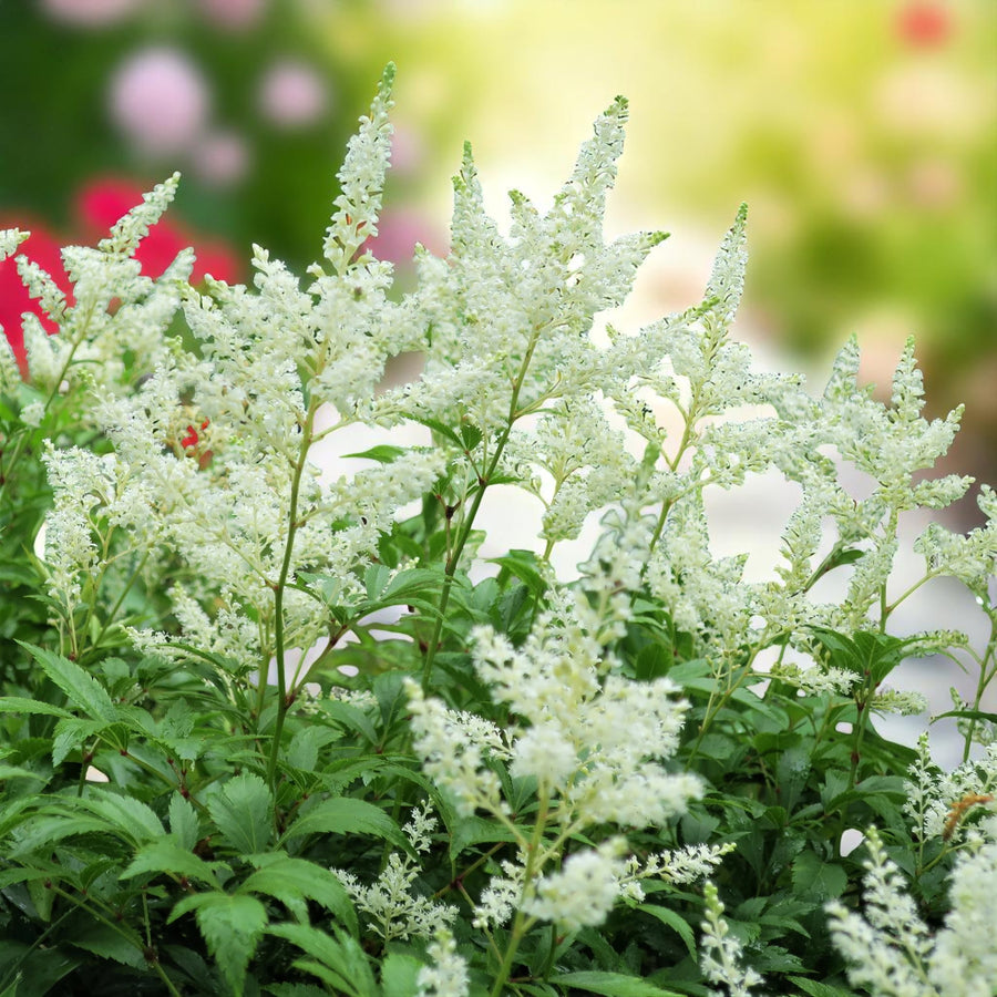 Astilbe Bare Root Mix  4
