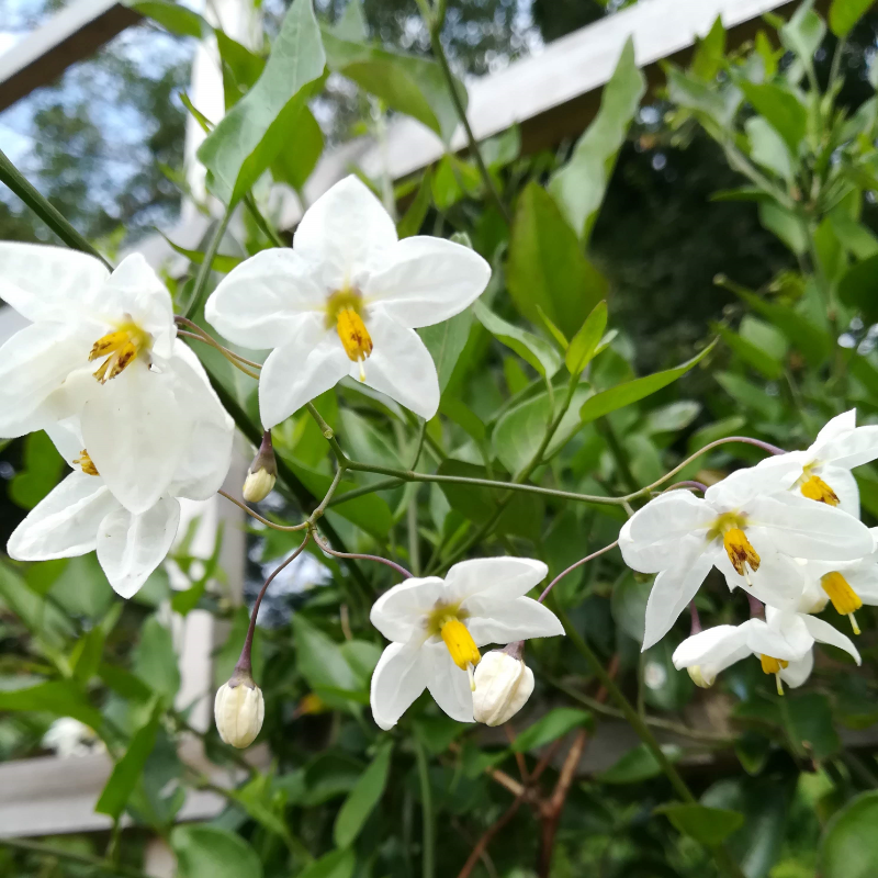 Solanum Laxum Album Jasmine Nightshade Solanum laxum 'Album' (Jasmine Nightshade) image1 1