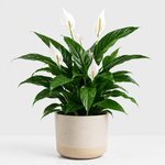 Spathiphyllum Peace Lily 'Alana'  3