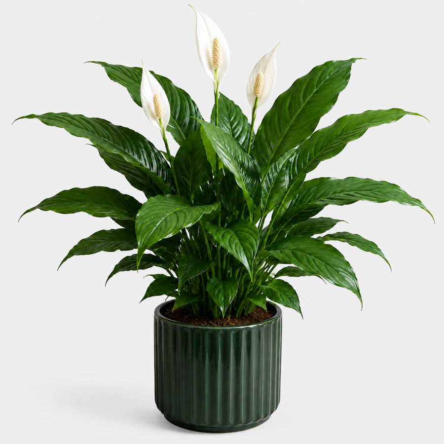 Bedroom Houseplant Collection - Chinese Money Plant, Peace Lily 'Alana' & Sansevieria Cylindrica Straight  3