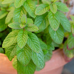 Spearmint Plant  4