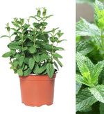 Spearmint Plant  3