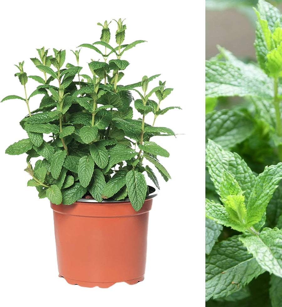 Spearmint Plant  3