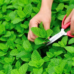 Spearmint Plant  2