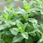 Spearmint Plant  1