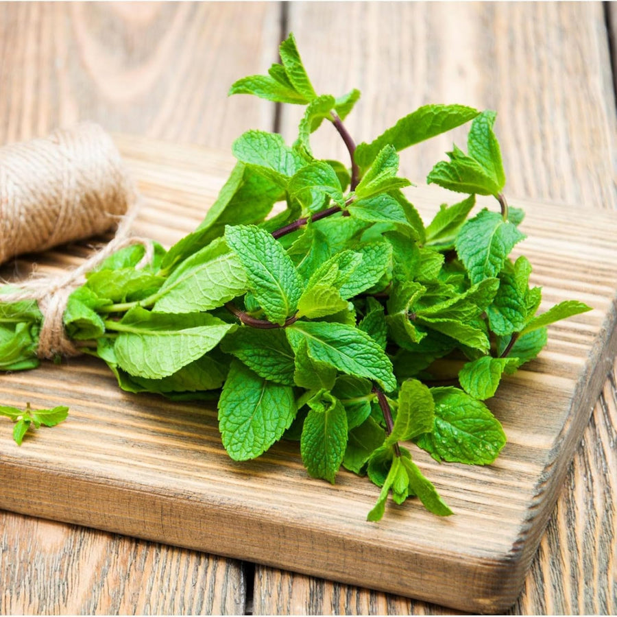Spearmint Plant  5