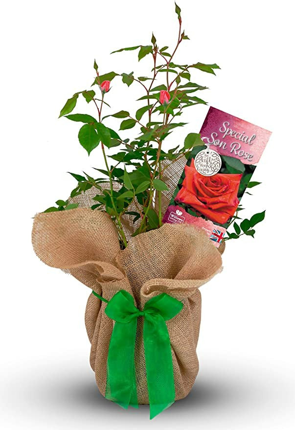 Special Son Rose Bush Gift Wrapped Special Son Rose Bush Gift Wrapped image1 1