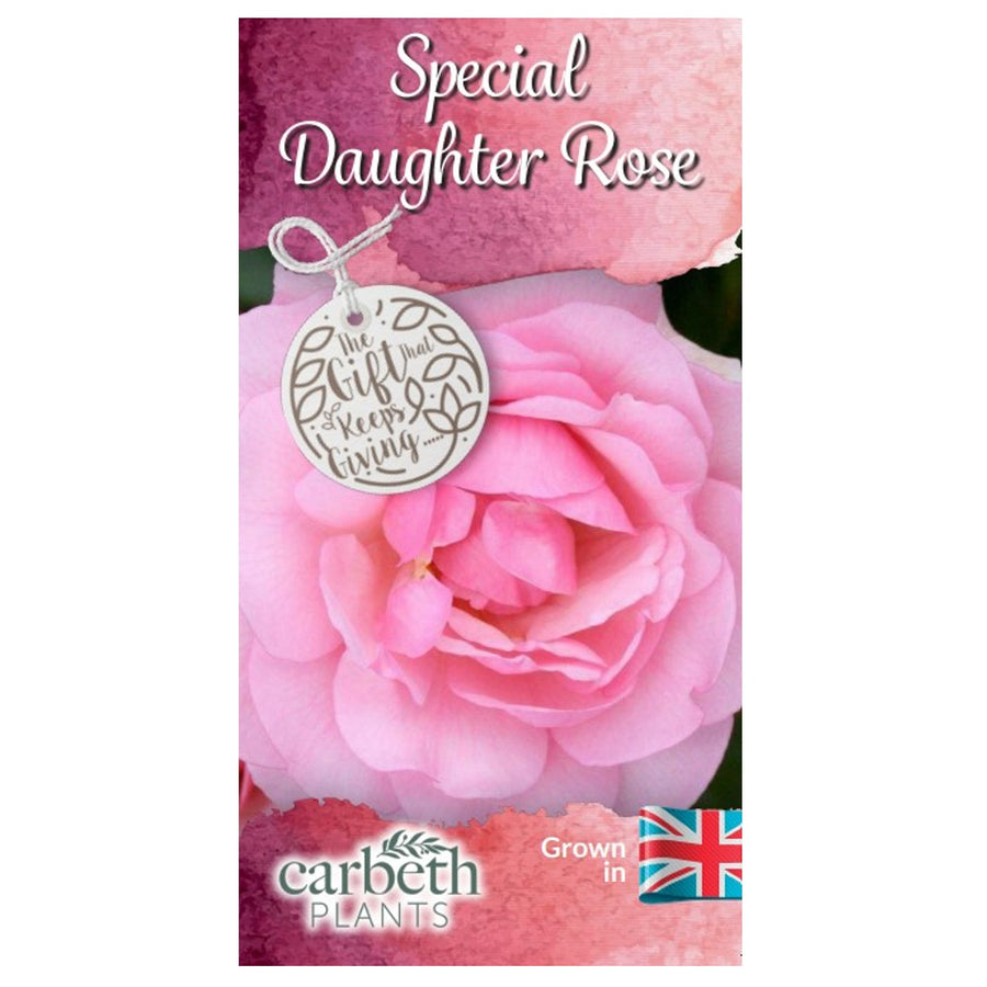 Special Daughter Rose Bush Gift Wrapped Special Daughter Rose Bush Gift Wrapped image2 2