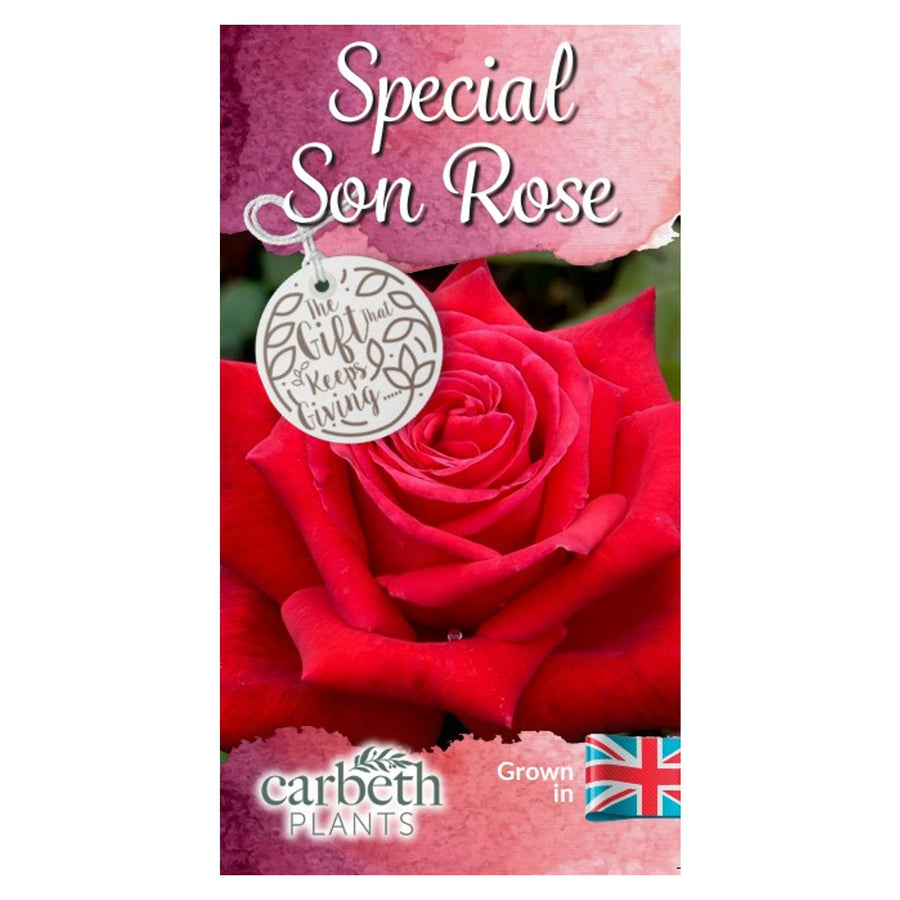 Special Son Rose Bush Gift Wrapped Special Son Rose Bush Gift Wrapped image2 2