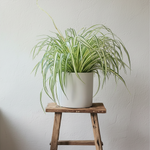 Hanging Spider Plant  2
