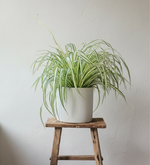 Hanging Spider Plant  1