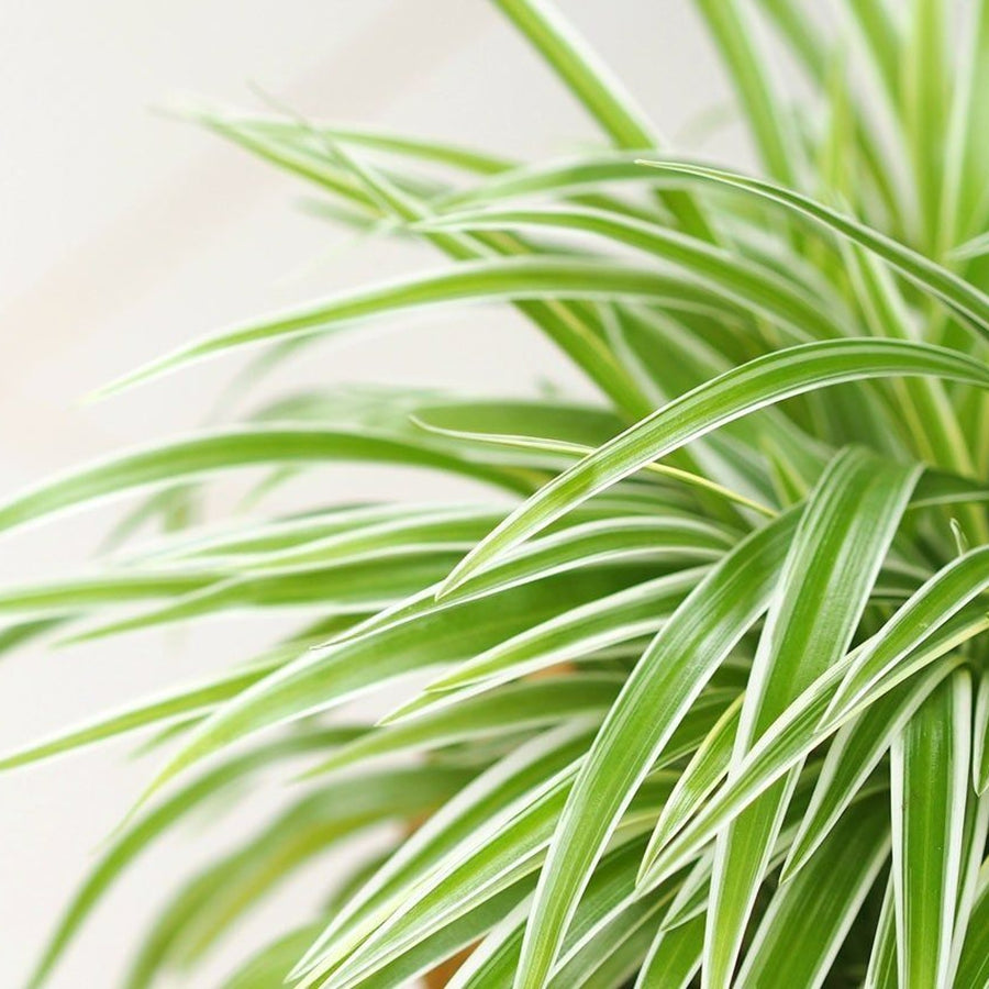 Mini Indoor Plant Mix Spiderplant 1