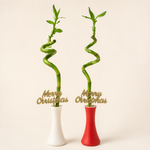 Spiral Lucky Bamboo in Christmas Vase  1