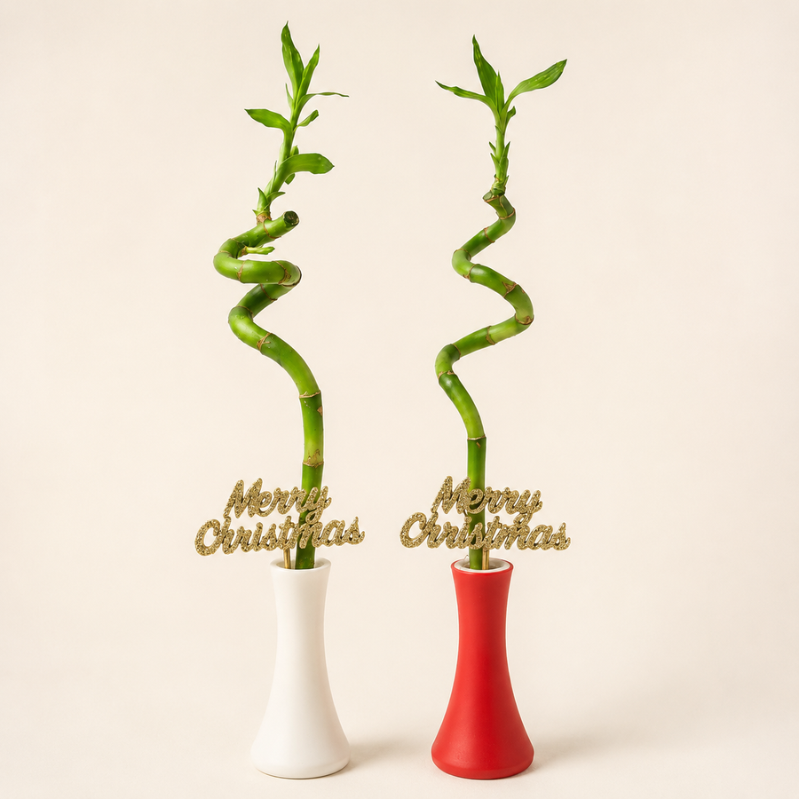 Spiral Lucky Bamboo in Christmas Vase  1