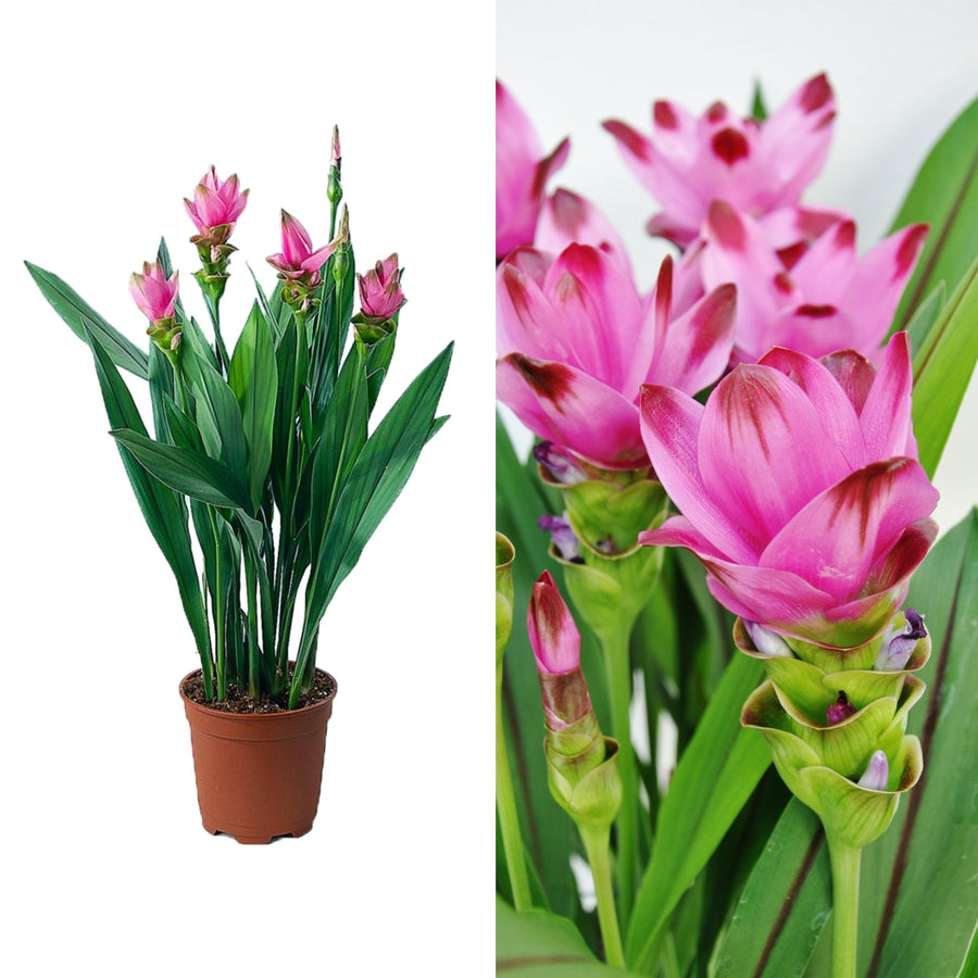 Curcuma 'Siam Splash' Curcuma 'Siam Splash' image1 2