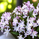 Chionodoxa Rosea Spring Bulbs Bowl of densely packed Chionodoxa 'Pink Giant', each flower with star-shaped soft pink petals in full bloom. 3