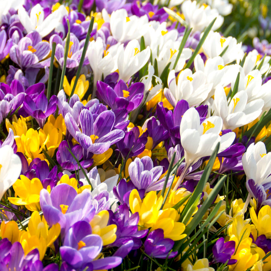 3 x Pots of Crocus Bulbs Crocus mix 1