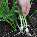 Spring Onion White Lisbon  2