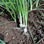 Spring Onion White Lisbon  4
