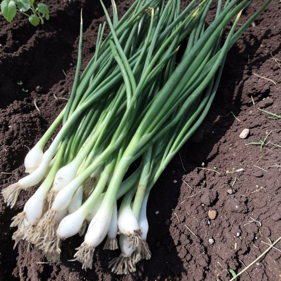 Spring Onion Mix Collection  2
