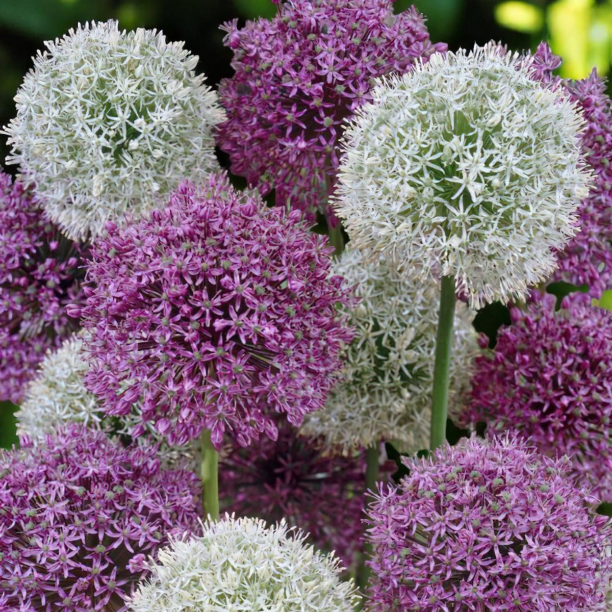 Spring Spectacular 100 Bulb Mix Cluster of mixed allium flowers in shades of purple and white, in a natural garden setting.  5