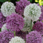 Spring Spectacular 100 Bulb Mix Cluster of mixed allium flowers in shades of purple and white, in a natural garden setting.  5