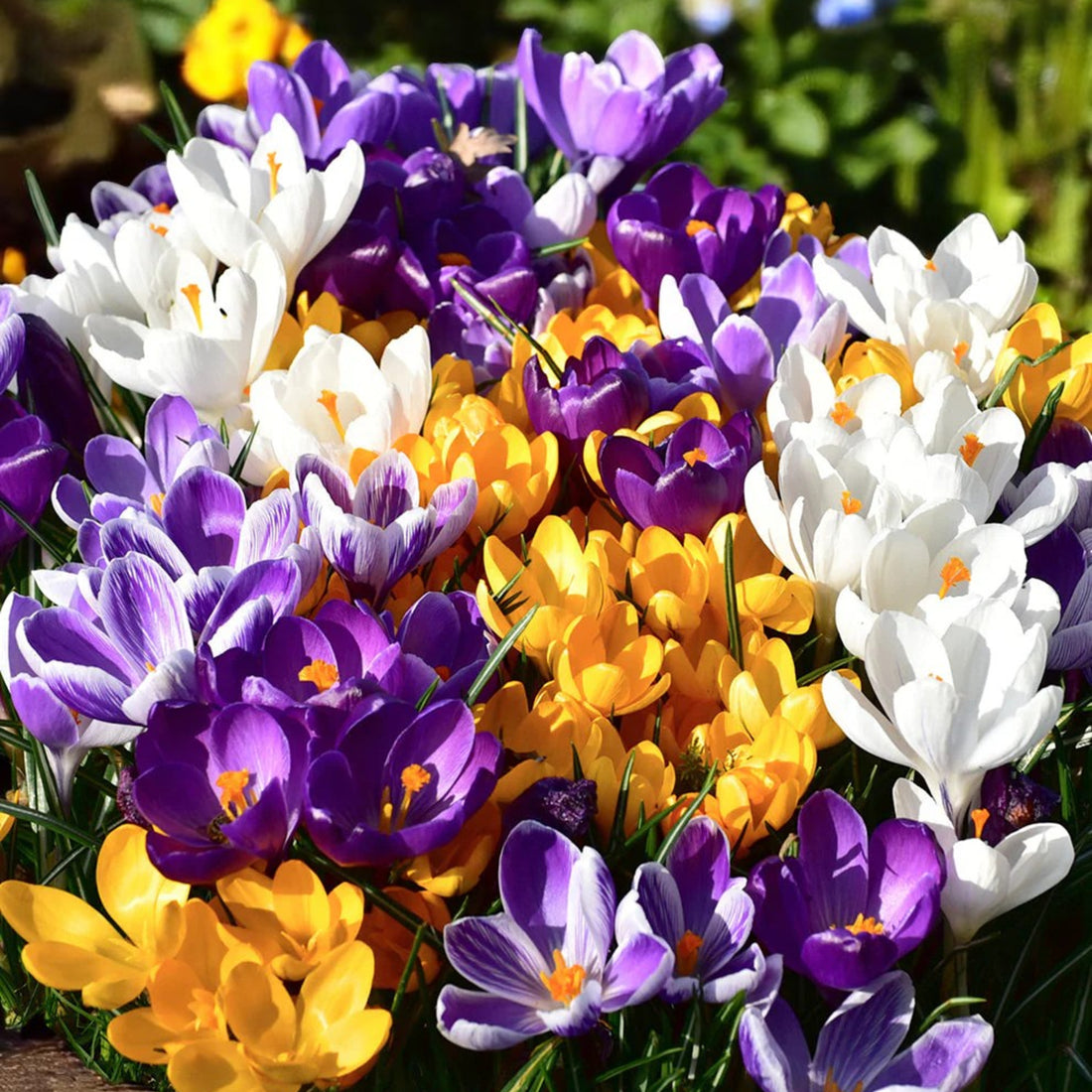 Spring Spectacular 100 Bulb Mix