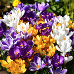 Spring Spectacular 100 Bulb Mix Cluster of crocus flowers in shades of purple, white, and yellow in a natural garden setting.  2