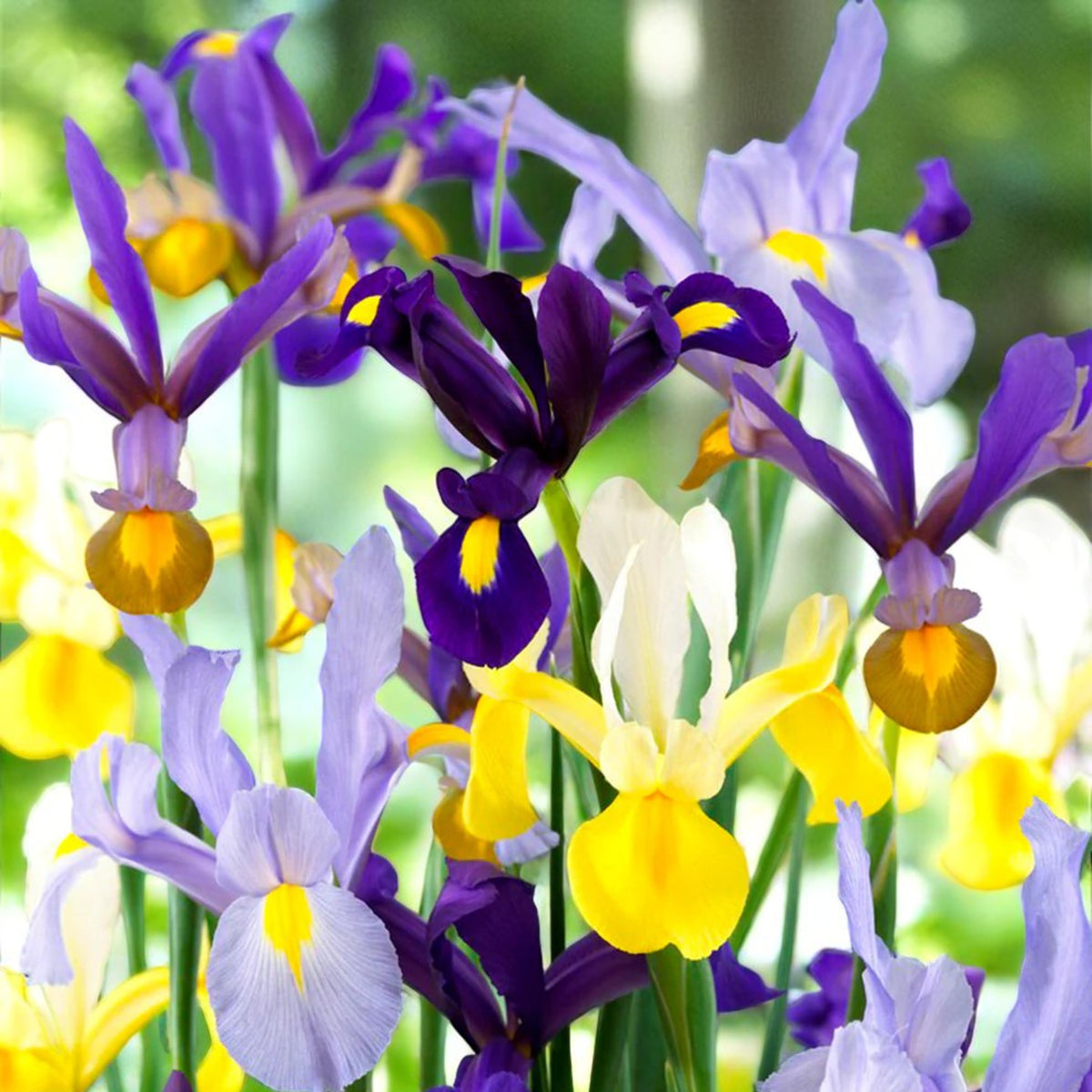 Spring Spectacular 100 Bulb Mix Cluster of mixed iris flowers in shades of purple, white, and yellow in a natural garden setting.  4