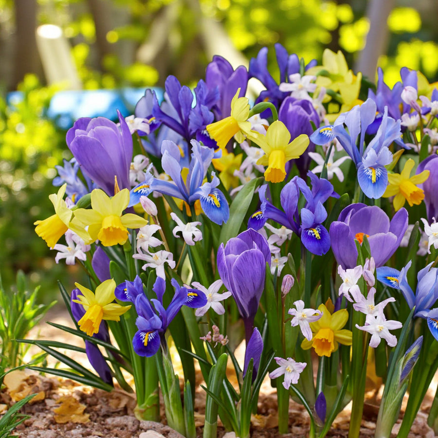 Spring Spectacular 100 Bulb Mix  1