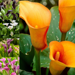 Calla Lily Elegant Mix Bulbs  1