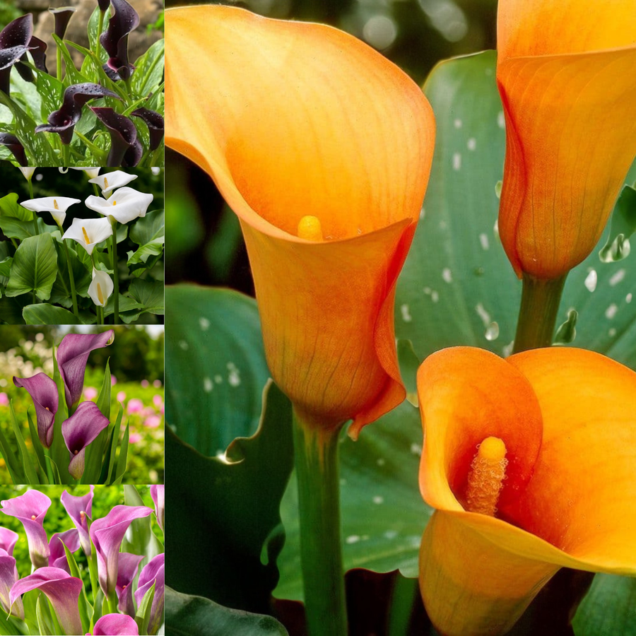 Calla Lily Elegant Mix Bulbs  1