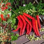 Chilli Pepper Mix  1