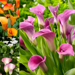 Calla Lily Daybreak Mix Bulbs  1