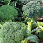 Calabrese Broccoli Mix Collection  1