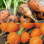 Carrot Mix Collection  1