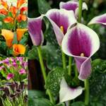 Calla Lily Modern Pop Mix Bulbs  1