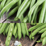 Climbing French Bean Mix Collection  1