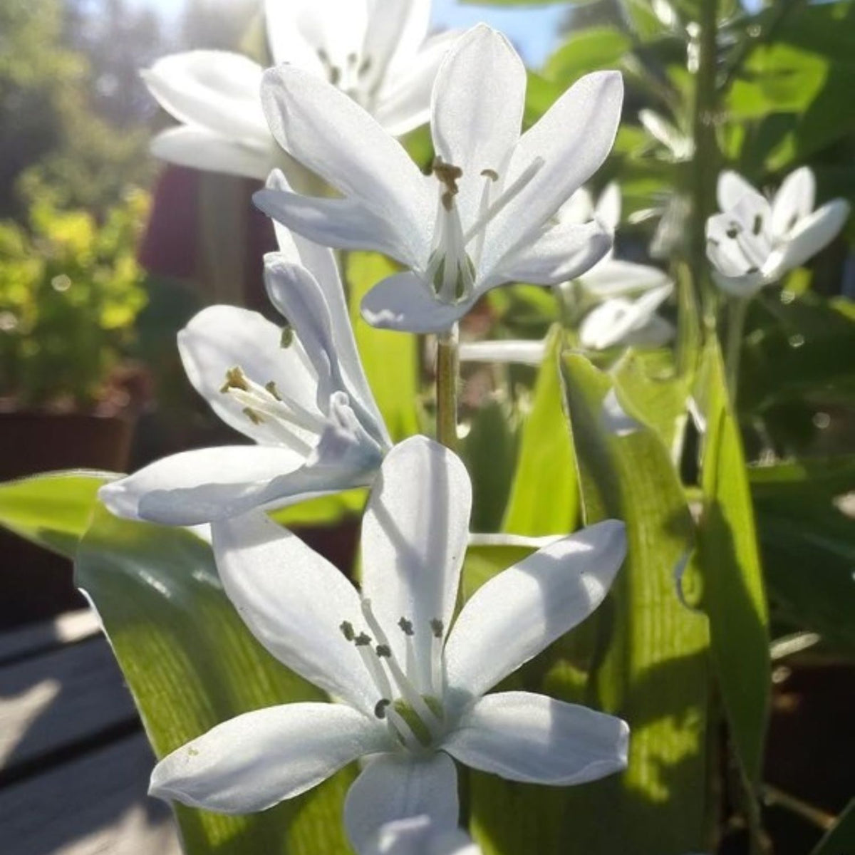 Scilla Siberica Alba Spring Bulbs Bright white Siberian Squill flowers catching morning sunlight. 3