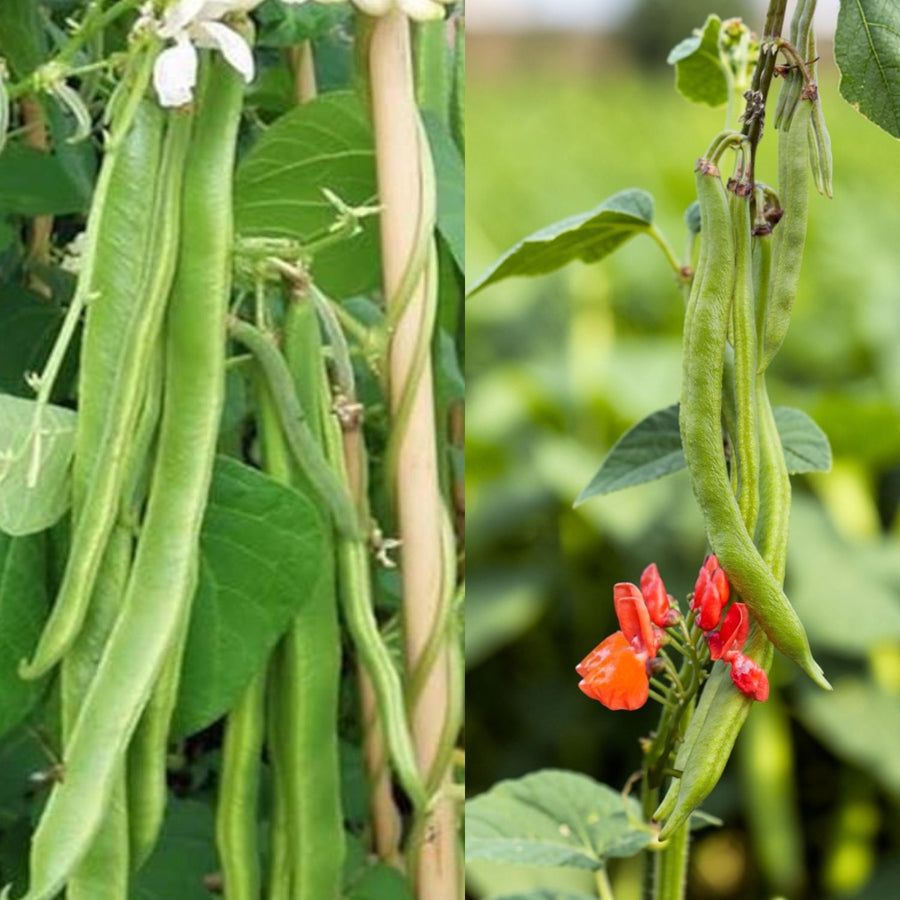 Runner Bean Mix Collection  1