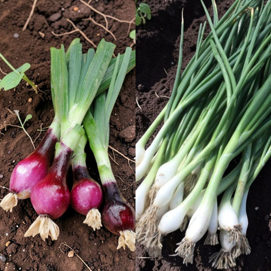 Spring Onion Mix Collection  1