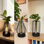 Hydroponic Indoor Plant in Turino Glass Vase with LED Light  1