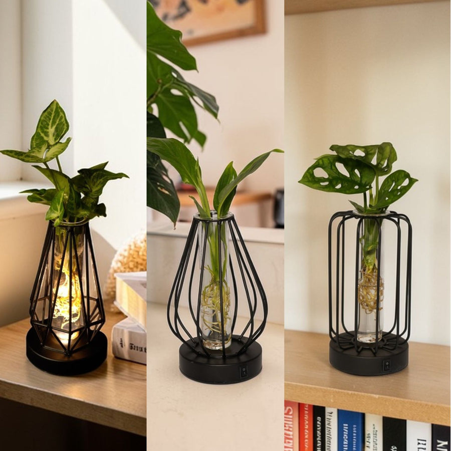 Hydroponic Indoor Plant in Turino Glass Vase with LED Light  1